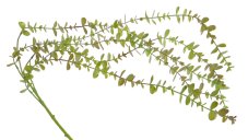 Umělý převislý eukalyptus dl. 101cm