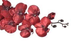 Orchidej 100 cm - tmavě červená