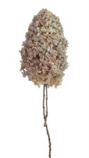 Stabilizovaná latnatá hortenzie béžová 15–20 cm – přírodní květ