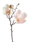 Magnolie