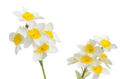 Umělá jarní květina narcis 2 stonky 6 věty a poupata dl. 54cm