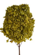 Stabilizovaná hortenzie latnatá světle zelená 18–24 cm – přírodní květ