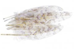Přírodní peří s potiskem dl.18-20cm - 10ks