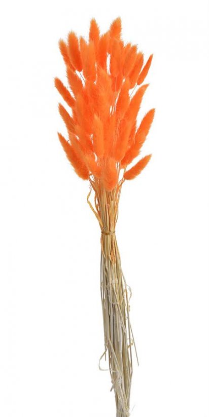 Přírodní sušený,bělený/barvený lagurus dl. 60cm  ORANGE