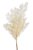 Svazek Asparagus myriocladus 100g  dl. 55-70cm - WHITE preparovaný