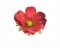 Hlavička anemone - sasanka ? 6 cm 12ks