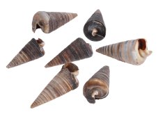 Přírodnéí dekorace Cone Shell 1kg