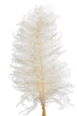 Přírodní kapradí preparované , dl. 62cm - 10ks WHITE