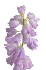 Umělé kvetoucí zvonky,  květ Ø 4cm, zápich dl. 98cm