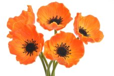 Svazek květů anemone na stonku dl. 29cm - 5 ks