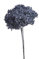 Přírodní preparovaná hortenzie, hlavička Ø 20cm dl. celkem 62cm - 1-2ks LTPUR