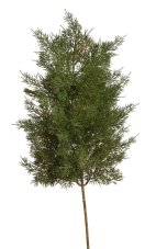 Umělá větvička cypřiše 66 cm – tmavě zelená