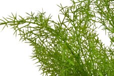 Umělý asparagus – zelená větvička 60 cm