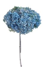 Stabilizovaná hortenzie Annabelle modro-zelená 20–25 cm – přírodní květ