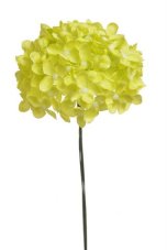 Divoký bez svazek 6 stonků s kvítky, dl. 22 cm, barva 08