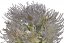 Kytice 7květů umělého Leucospermum,   květ 8 cm, dl. 48 cm