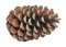 Přírodní dekorace  šiška maritima XL+18cm