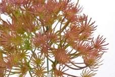Limnophila 29 cm barva _08