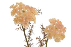 Dekorace umělá kvetoucí větvička kopru dl.75cm
