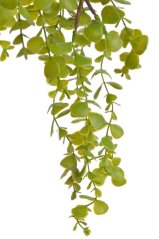 Dekorace umělá rostlina eukalyptus dl. 70cm - převis
