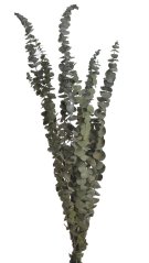 Přírodní materiál svazek Eukalyptus baby 60- 75cm, 10ks
