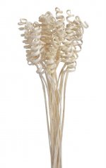 Přírodní barvená dekorace cane spring dl.70cm - 25ks