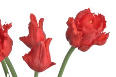 Svazek umělých papouščích tulipánů hlavička 5,5cm, celkem dl. 46 cm - 5ks