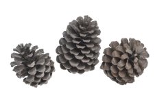 Přírodní dekorace Pinus Maritima small - 1ks