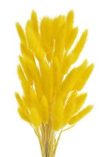 Přírodní sušený,bělený/barvený lagurus dl. 60cm  LT.YELOW