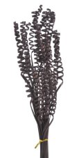 Přírodní barvená dekorace cane spring dl.70cm - 25ks- hnědá tmavá