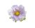 Hlavička umělé anemone - sasanky, hlavička Ø 6cm - 12ks