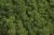 Preparovaný mech  island moss 500g MEDIUM GREEN Z046