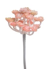 Trs poglitrovaných sukulentů H22cm