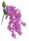 16CAN15Q007 wisterie 62cm