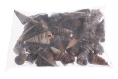 Přírodnéí dekorace Cone Shell 1kg