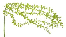 Umělý eukalyptus převis dl. 101cm