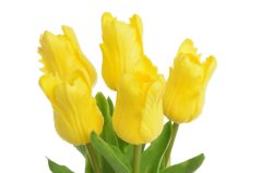Tulipán papouščí 5 ks ve svazku s listy, 32 cm, barva 23