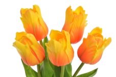 Tulipán papouščí 5 ks ve svazku s listy, 32 cm, barva 22