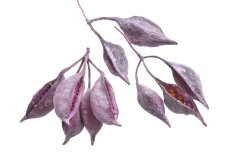 Přírodní dekorace Brachiciton BROMBEER 8-11cm - 200g