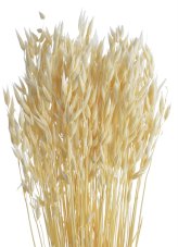 Sušený bělený oves svazek 65 cm
