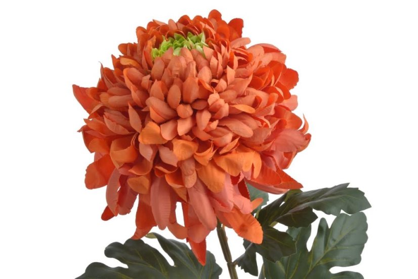 Chryzantéma na stonku s listy, 73 cm