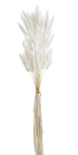 Přírodní sušený,bělený/barvený lagurus dl. 60cm  WH