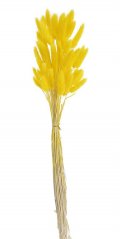 Přírodní sušený,bělený/barvený lagurus dl. 60cm  LT.YELOW