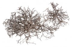 Přírodní materiál dry tree/tiny skelet 500g v bal