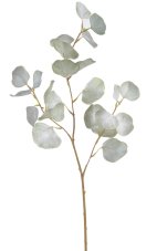 Eukalyptus populus 70cm, barva G2