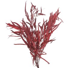 Stabilizovaný eukalyptus Nicolii červený 70 cm, 100 g