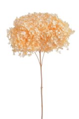 Přírodní preparovaná hortenzie, hlavička Ø 20cm dl. celkem 62cm - 1-22ks