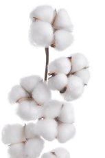 Bavlník – dekorativní větvička 55 cm
