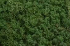 Přírodní barvený a preparovaný Island Moos 500g