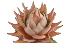 Umělá kvetoucí protea  Ø17cm/ dl.74 cm